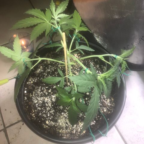 Dos -si -Dos x Thin Mints x Gelato33 growlog timeline photo