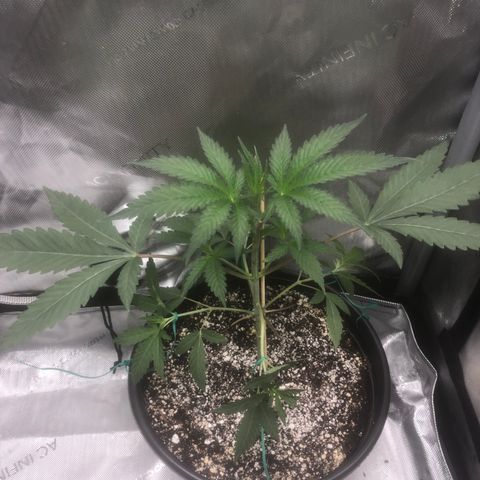 Dos -si -Dos x Thin Mints x Gelato33 growlog timeline photo
