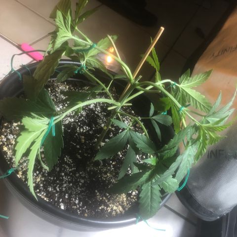 Dos -si -Dos x Thin Mints x Gelato33 growlog timeline photo