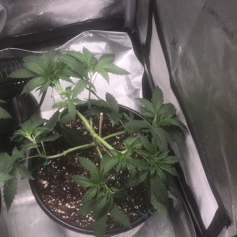 Dos -si -Dos x Thin Mints x Gelato33 growlog photo: Light defoliation 