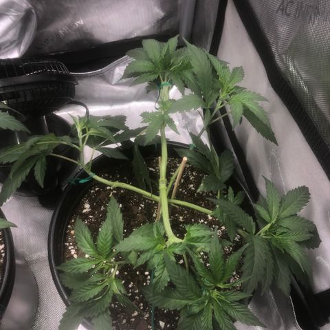 Dos -si -Dos x Thin Mints x Gelato33 growlog photo: Light defoliation 