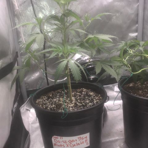Dos -si -Dos x Thin Mints x Gelato33 growlog photo: Light defoliation 