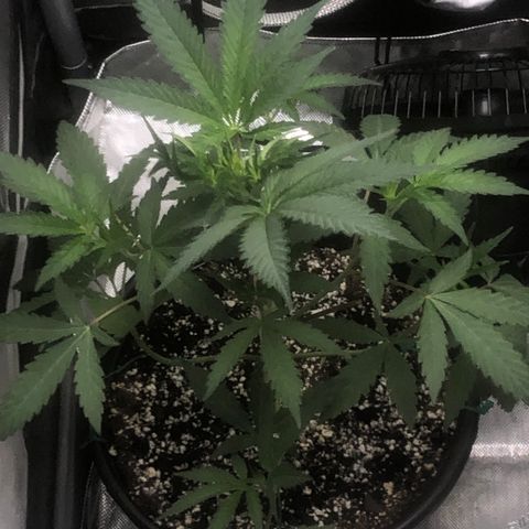 Dos -si -Dos x Thin Mints x Gelato33 growlog photo: Light defoliation 