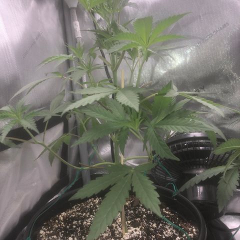 Dos -si -Dos x Thin Mints x Gelato33 growlog photo: Light defoliation 