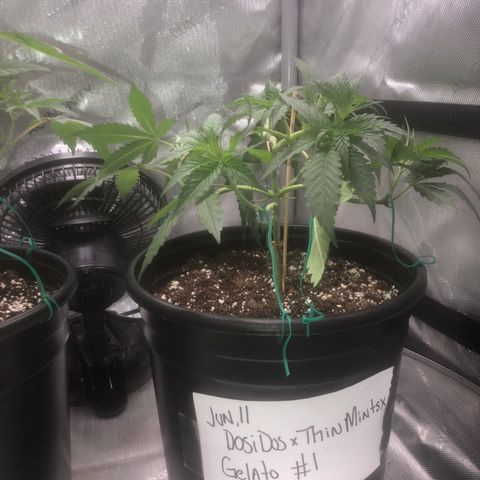 Dos -si -Dos x Thin Mints x Gelato33 growlog photo: Light defoliation 