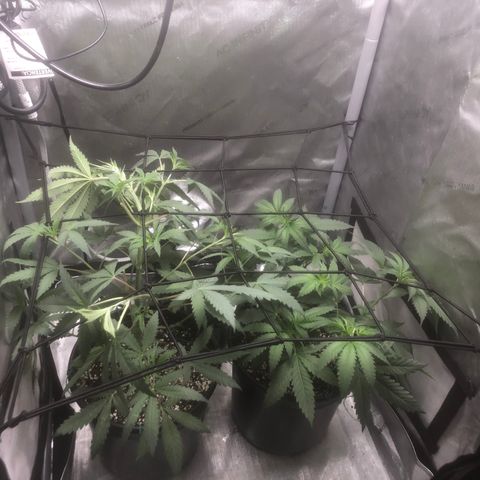 Dos -si -Dos x Thin Mints x Gelato33 growlog timeline photo