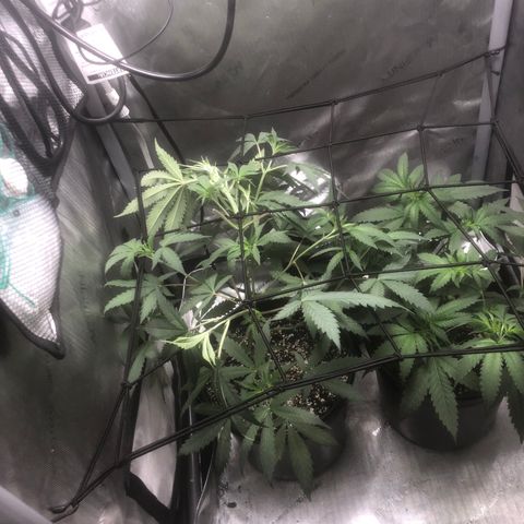 Dos -si -Dos x Thin Mints x Gelato33 growlog timeline photo