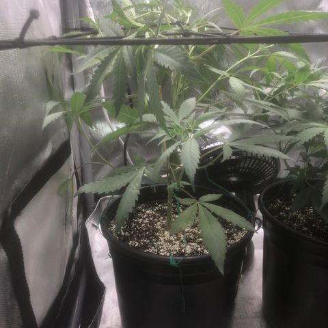 Dos -si -Dos x Thin Mints x Gelato33 growlog timeline photo