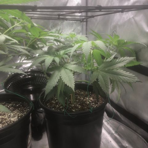 Dos -si -Dos x Thin Mints x Gelato33 growlog timeline photo