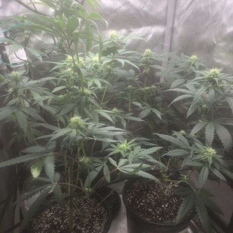 Dos -si -Dos x Thin Mints x Gelato33 growlog timeline photo