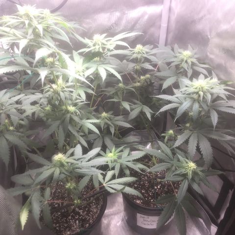 Dos -si -Dos x Thin Mints x Gelato33 growlog timeline photo