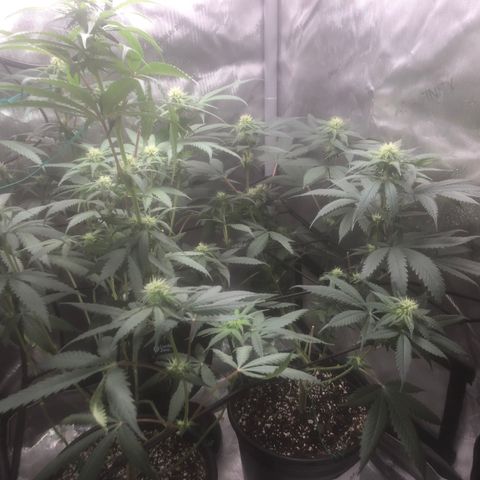 Dos -si -Dos x Thin Mints x Gelato33 growlog timeline photo
