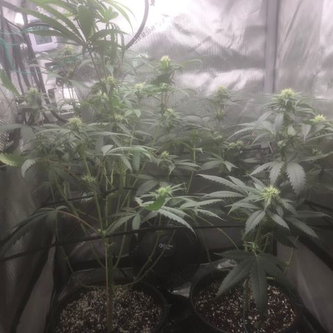 Dos -si -Dos x Thin Mints x Gelato33 growlog timeline photo