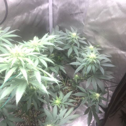 Dos -si -Dos x Thin Mints x Gelato33 growlog timeline photo