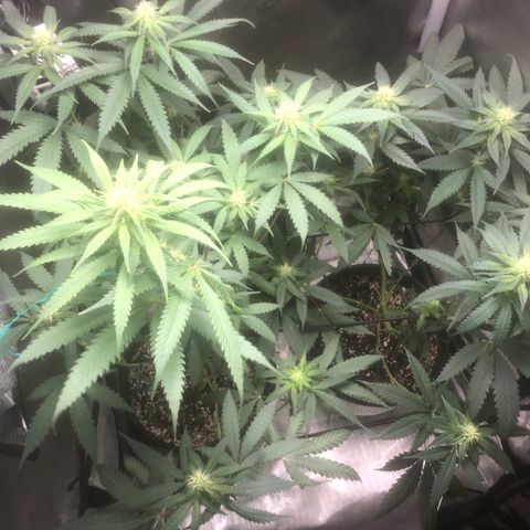 Dos -si -Dos x Thin Mints x Gelato33 growlog timeline photo