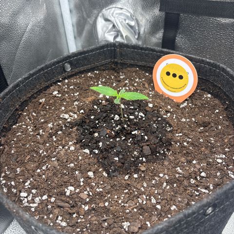 Strawberry Cheesecake growlog timeline photo