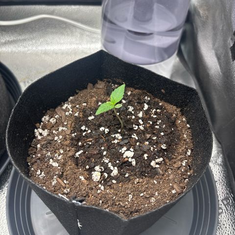 Badazz OG Cheese growlog timeline photo