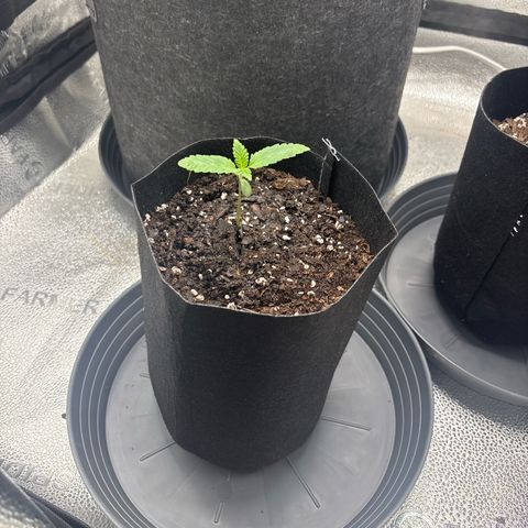 Scoops of Cream growlog timeline photo