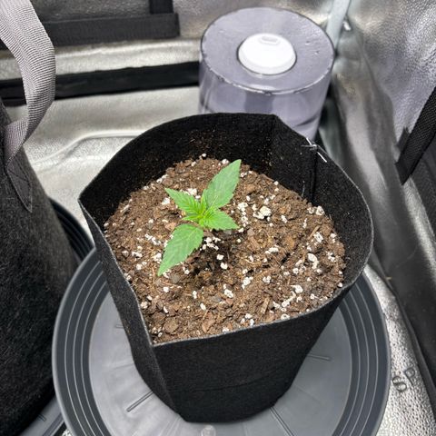 Badazz OG Cheese growlog timeline photo