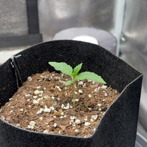 Badazz OG Cheese growlog timeline photo