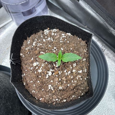 Badazz OG Cheese growlog timeline photo