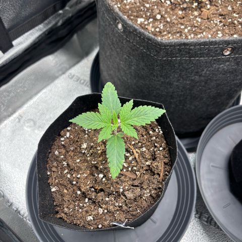 Scoops of Cream growlog timeline photo