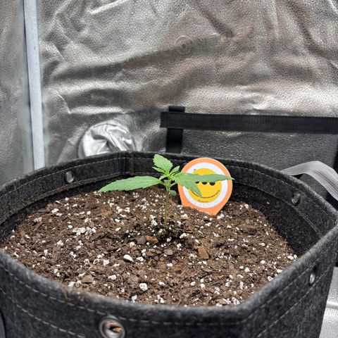 Strawberry Cheesecake growlog timeline photo