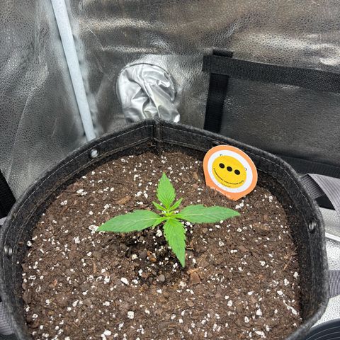 Strawberry Cheesecake growlog timeline photo
