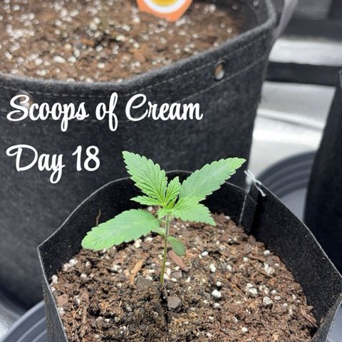 Scoops of Cream growlog timeline photo