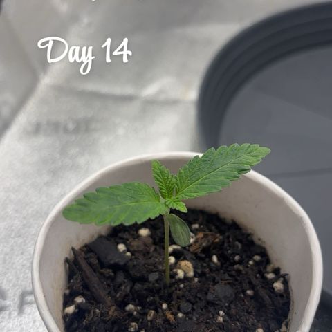 Scoops of Cream growlog timeline photo