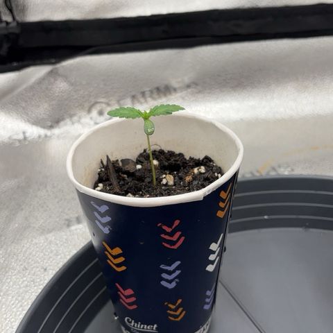 Scoops of Cream growlog timeline photo