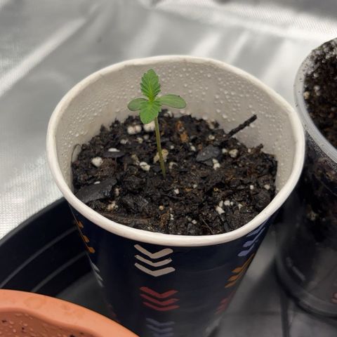 Scoops of Cream growlog timeline photo