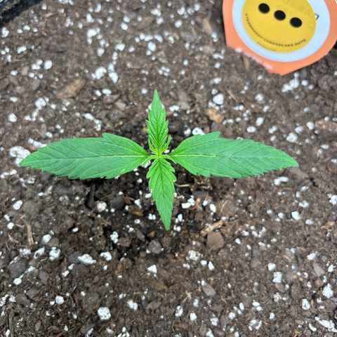 Strawberry Cheesecake growlog timeline photo