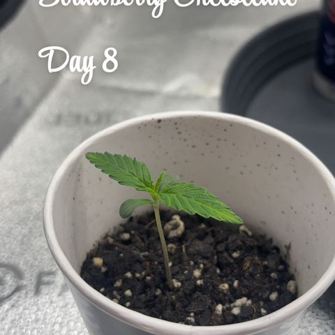 Strawberry Cheesecake growlog timeline photo