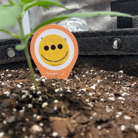 Strawberry Cheesecake growlog timeline photo