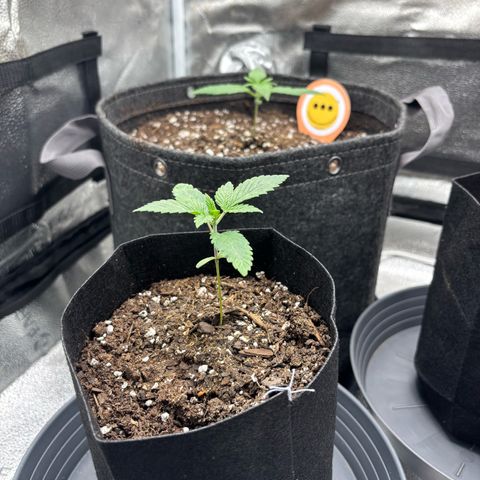 Scoops of Cream growlog timeline photo