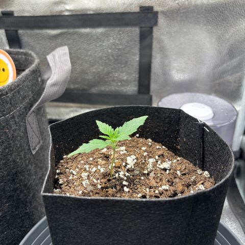 Badazz OG Cheese growlog timeline photo