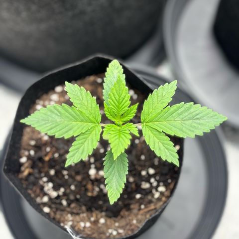 Scoops of Cream growlog timeline photo