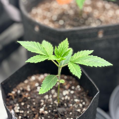 Scoops of Cream growlog timeline photo