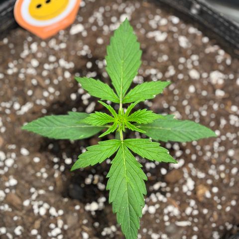 Strawberry Cheesecake growlog timeline photo