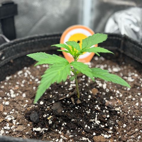 Strawberry Cheesecake growlog timeline photo