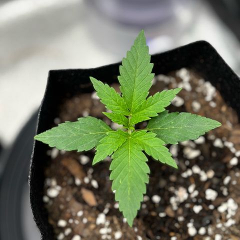 Badazz OG Cheese growlog timeline photo