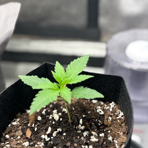 Badazz OG Cheese growlog timeline photo