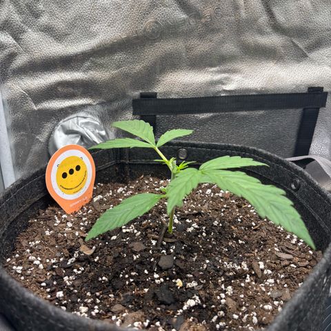Strawberry Cheesecake growlog timeline photo