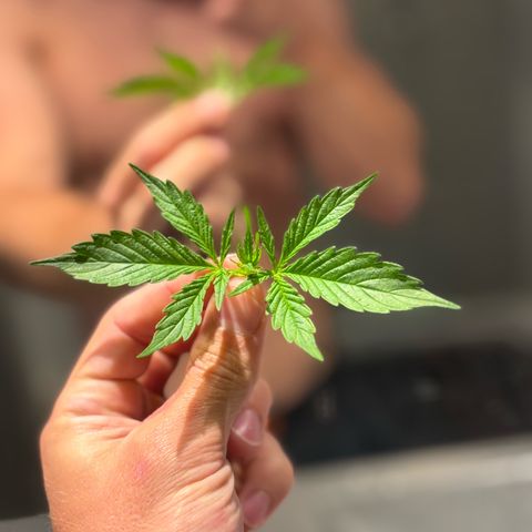 Strawberry Cheesecake growlog timeline photo