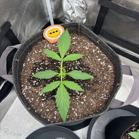 Strawberry Cheesecake growlog timeline photo