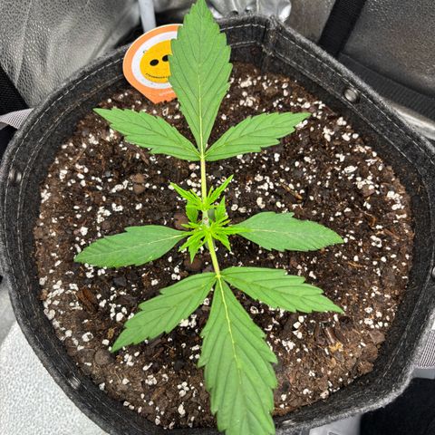 Strawberry Cheesecake growlog timeline photo