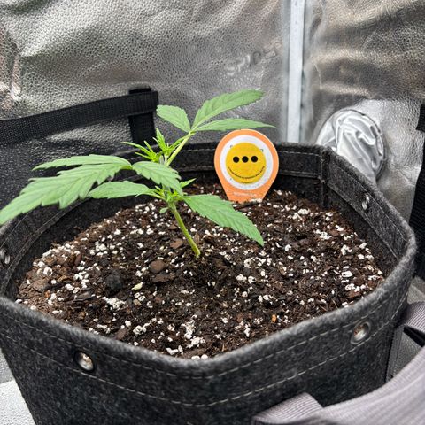 Strawberry Cheesecake growlog timeline photo