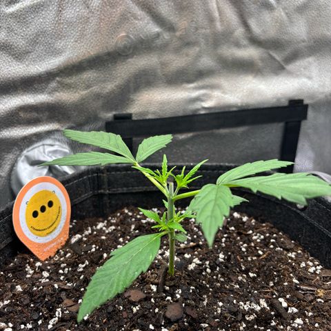 Strawberry Cheesecake growlog timeline photo