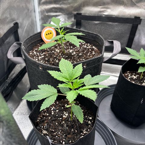 Scoops of Cream growlog timeline photo